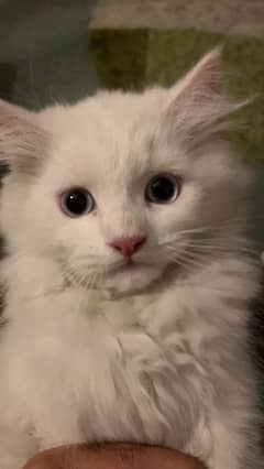 Coco , white Persian cat