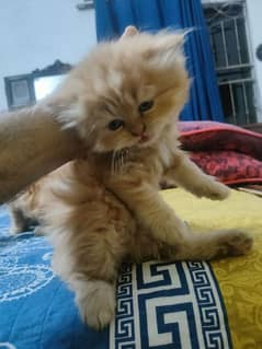 cat punched face