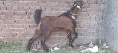 Bakra
