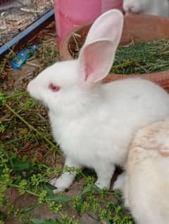 pure red eye rabbit for sale