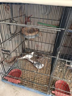 All birds available with responsibil price breeder pair