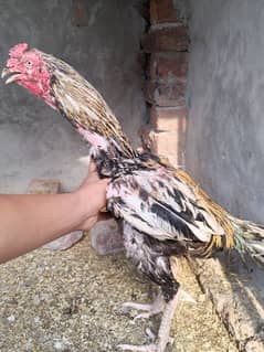 aseal