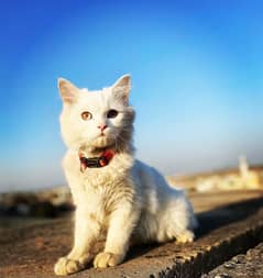 Turkish angora