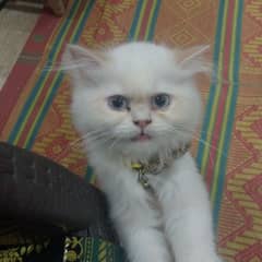 cute cat