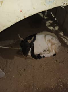Qurbani