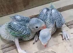 Ringneck parrot chick