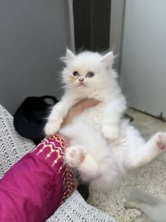 Cute little fluff
