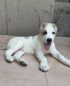 Alabai Male Puppy