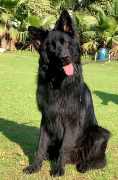 German shepherd pedigree male for sale