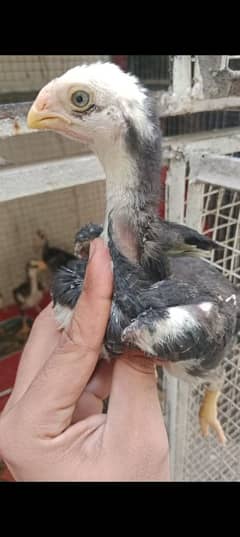 indian shamo chiks available 3 pis 03104323502
