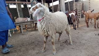 dumba / sheep / bakra / kajla / gulabi