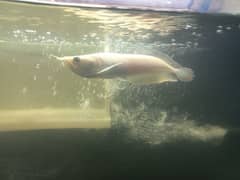 albino arowana for sale