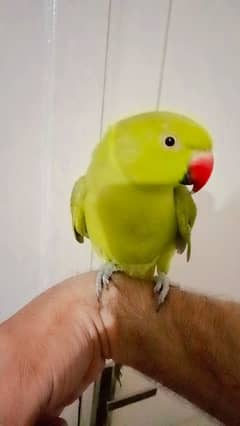 03369510495 Green parrot handtame jumbo size