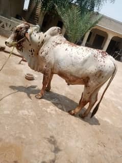 Cholistani Bull