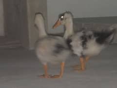 Ducks for Sale!!
