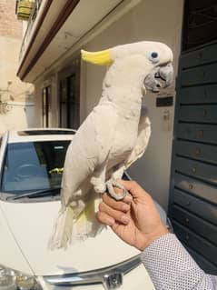 Tritron Cockato