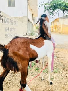 Punjab bread bakra for sale