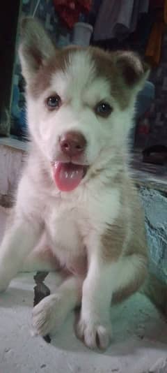 Siberian