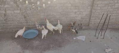aseel heera or aseel mix