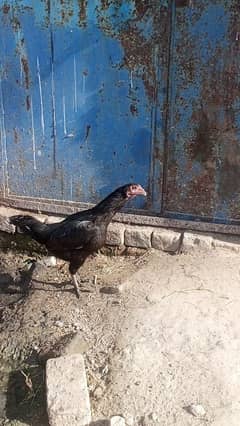 aseel 3margay 3margiya