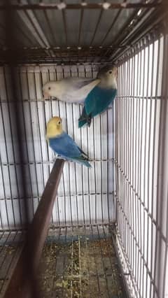 lovebirds