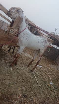 Makkhi Chhina Bakra for sale 03477484596 call wahtasp