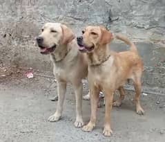 Labrador champion class pair breeder