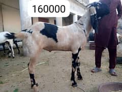 goat for sale quarabani