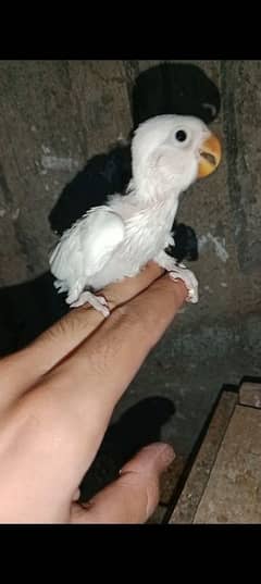 albino lovebirds hand tame