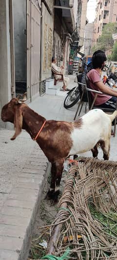 2 teeth Bakra for sale
