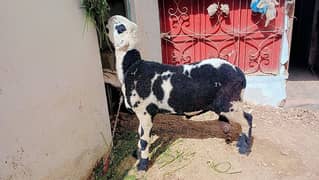 kala abluck mundra full quality or shok wala h