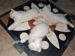 Cat Sale Asian