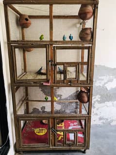 cage and Australian parrots