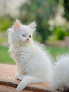 3 Persian Kittens Triple coated ready for hand mate. 12K Each