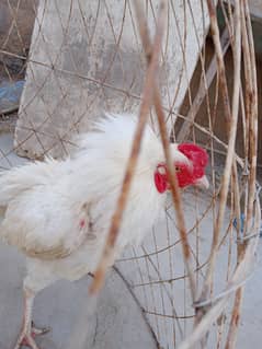 HEERA