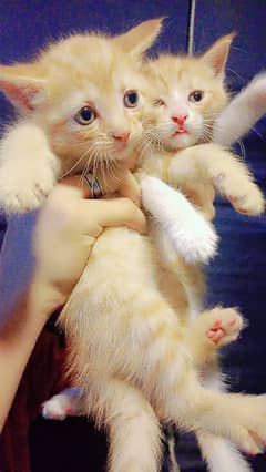 Persian kittens for sale