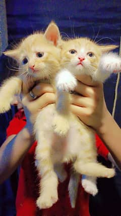 Persian kittens for sale