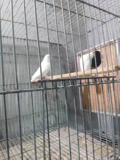 Albino split red eye pairs with boxes and eggs