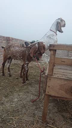 Makkhi Chhina Bakra for sale 03477484596 call wahtasp
