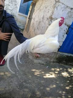 Heera pair available for sale
