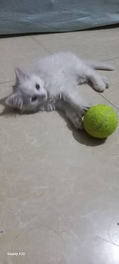 Persian Kittens  White Triple Coated Punch face fluffy cat