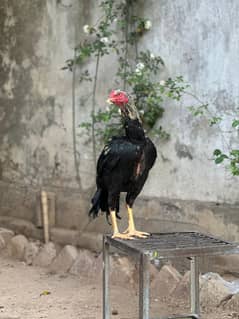 pure aseel murga for sale argent sale