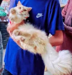 parsian ketti little baby 5munt