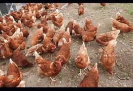 Lohman brown / Lohman brown chicks / Lohman black