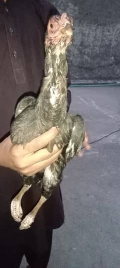 aseel sindhi madi for sale    (Contact:03495021880)