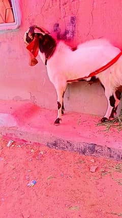 2 dant andu bakra meet 30 plus kg