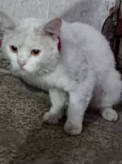 Male Persian cat