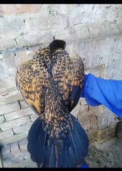 aseel lover 03441567770