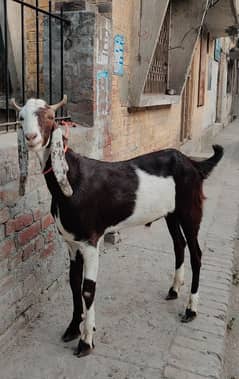Bakra for sale