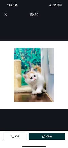 Persian cat for sale male or female my WhatsApp 03350719681